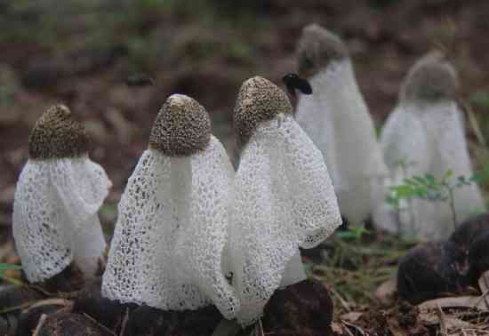 来云南吃正宗野生菌菇