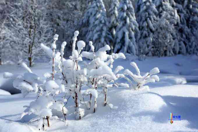 冬季拍雪哪里好？东北长白有雪岭