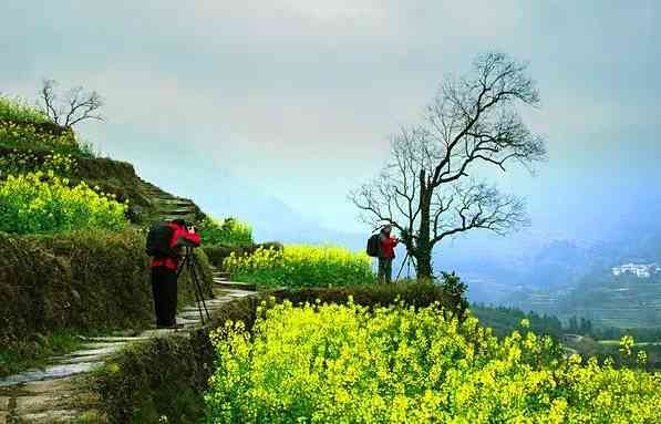 婺源油菜花花期播报