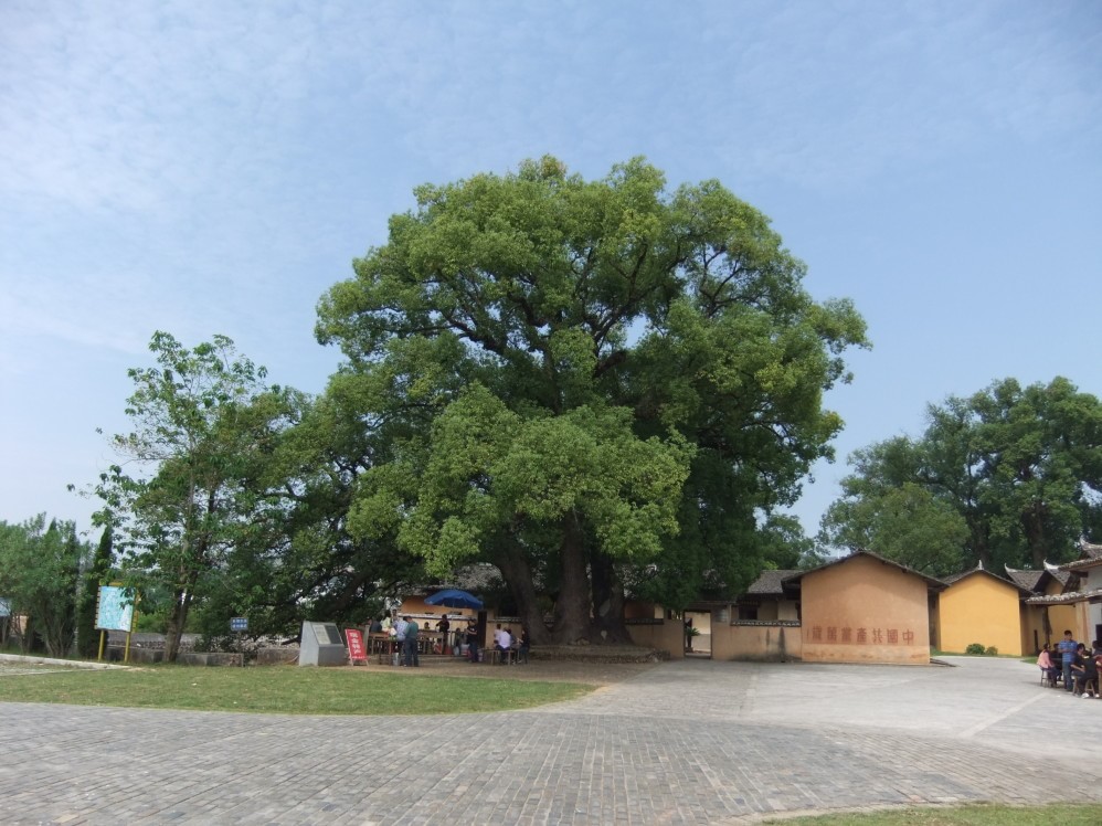 沙洲坝