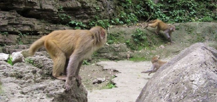 三峡猴溪