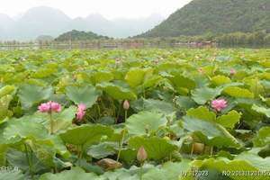 普者黑有什么好玩的地方 普者黑半山温泉三天游