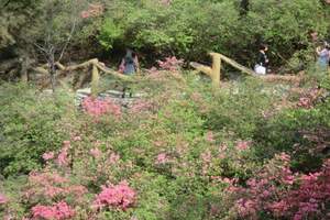 云雾山看杜鹃花|武汉去云雾山看杜鹃花|云雾山看杜鹃花一日游