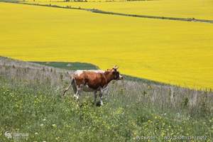 门源油菜花海、互助北山2日游