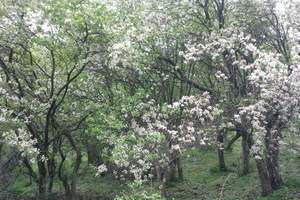 喀拉峻风景区/昭苏草原石人油菜花纯玩火车双卧或双飞4日