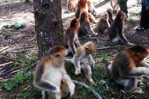 长治到宜昌、神农架旅游|双飞四日游|5A级生态旅游景区