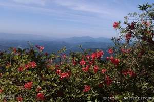 贵阳到百里杜鹃风景区一日游<贵州自然景观旅游推荐>