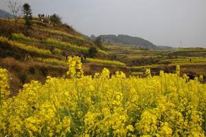 婺源江岭梯田油菜花7日游_北京去婺源油菜花旅游 北京独立成团