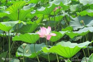 昆明出发到济南(泰山)青岛 威海 烟台 蓬莱 大连单飞9天游