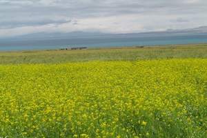 8月青海哪里看油菜花 8月去哪里旅游最好 青海祁连草原七日游