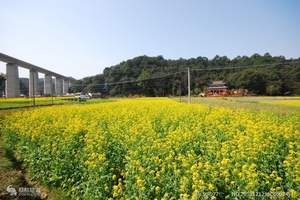 江西婺源赏油菜花最佳时间|3-4月石家庄到婺源一地摄影四日游