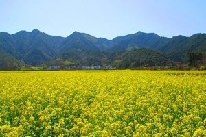 天津到婺源旅游线路_天津到黄山旅游团_婺源_赏油菜花双卧六日