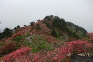 武汉去麻城龟峰山一日游|麻城龟峰山看杜鹃花一日游